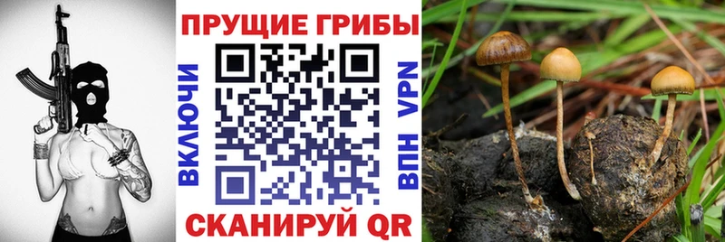 Галлюциногенные грибы MAGIC MUSHROOMS  ссылка на мегу ссылка  Долгопрудный 
